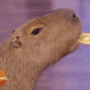 Meet your Posher, Ty